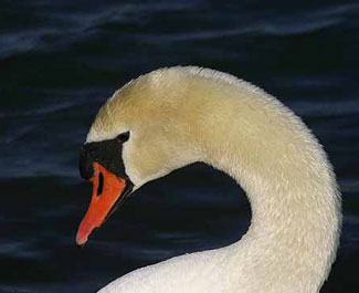 mute_swan.jpg