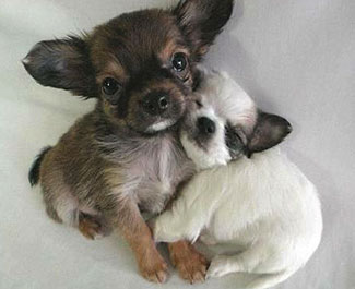 two_dogs_snuggleHOT.jpg