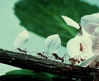 antshot.jpg
