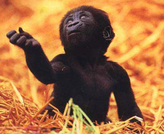 gorillahot.jpg