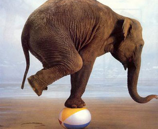 elephantbalancesmall.jpg
