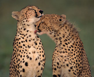 Cheetahs_licking_Kevin_Scha.jpg