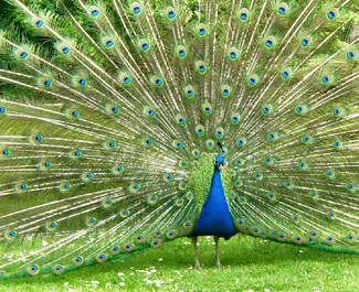 peacock.jpg