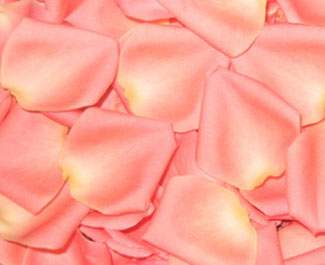 Fresh_Rose_Petals_Salmon_Pi.jpg