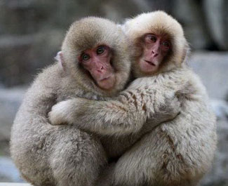 animal_in_love_4782015.jpg