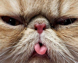 funnyanimals03sm4.jpg