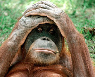orangutan_suffering_69.jpg