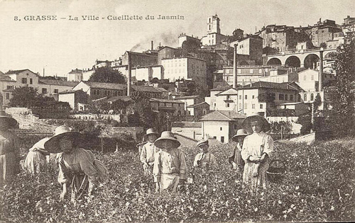 grasse1.jpg