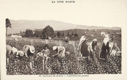 grasse2.jpg