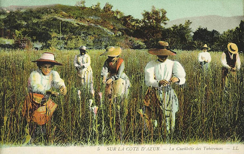 grasse5.jpg