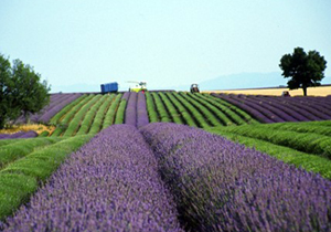 grasse6.jpg