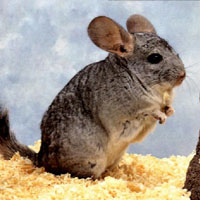 chinchilla.jpg
