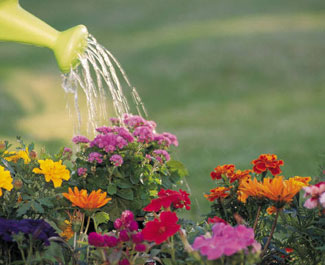 watering_flowers.jpg