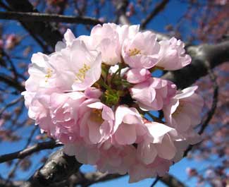 washington_dc_cherry_blossom_early_budding_sm.jpg