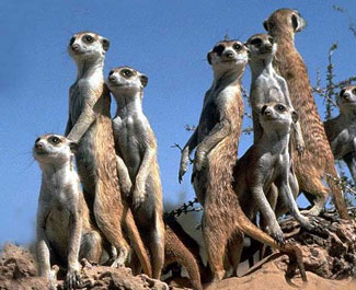 suricate.jpg
