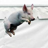 porc.jpg