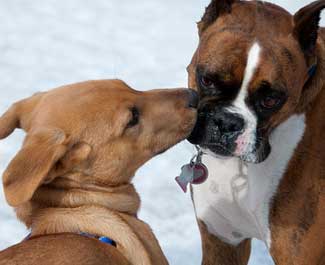 lick.jpg